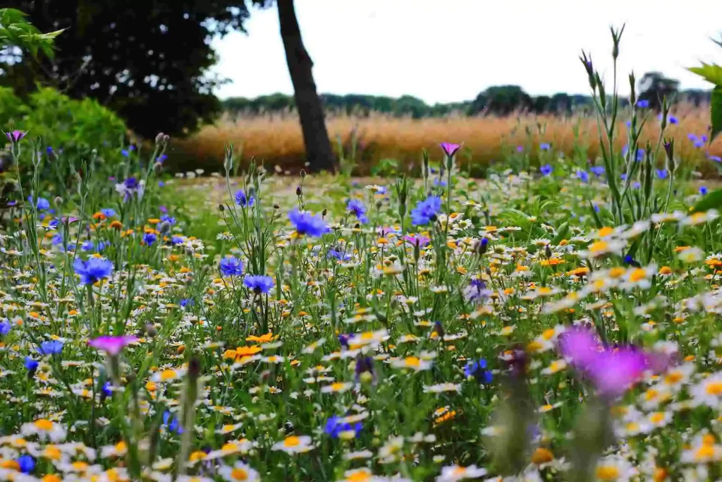 A field of flowers. Gold Coast Psychologist